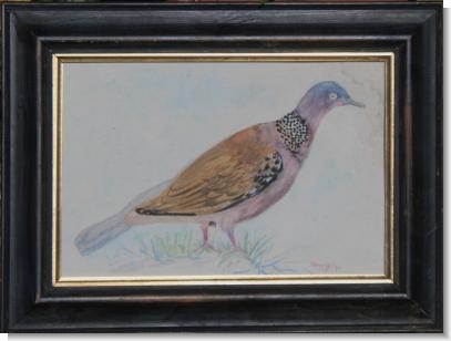 SPOTTED DOVE by HENWIFE, dated 1895